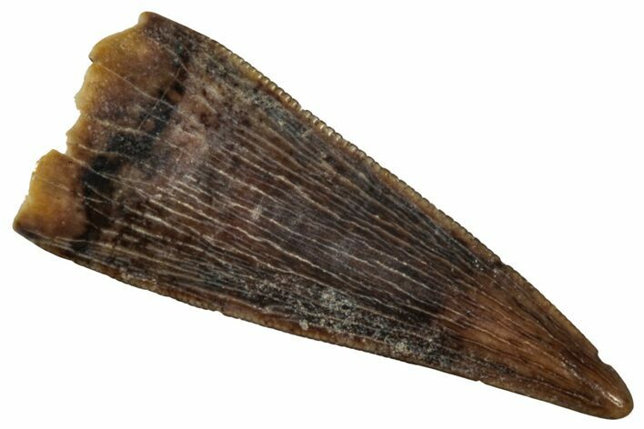 Serrated, Fossil Theropod (Richardoestesia) Tooth - Montana #341019